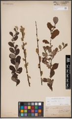 Foto von Salix aurita L.